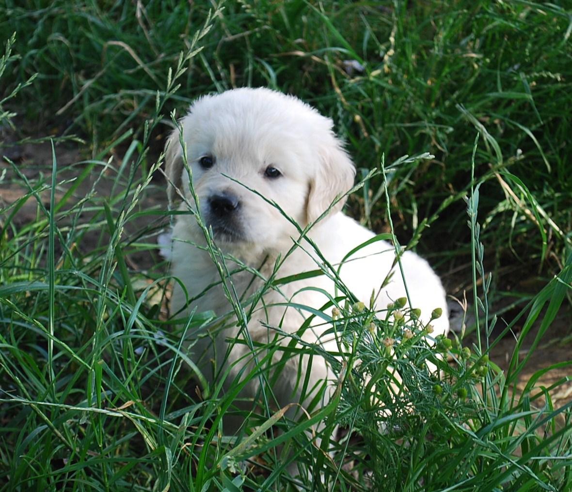 Elevage De La Source Du Riet Veld