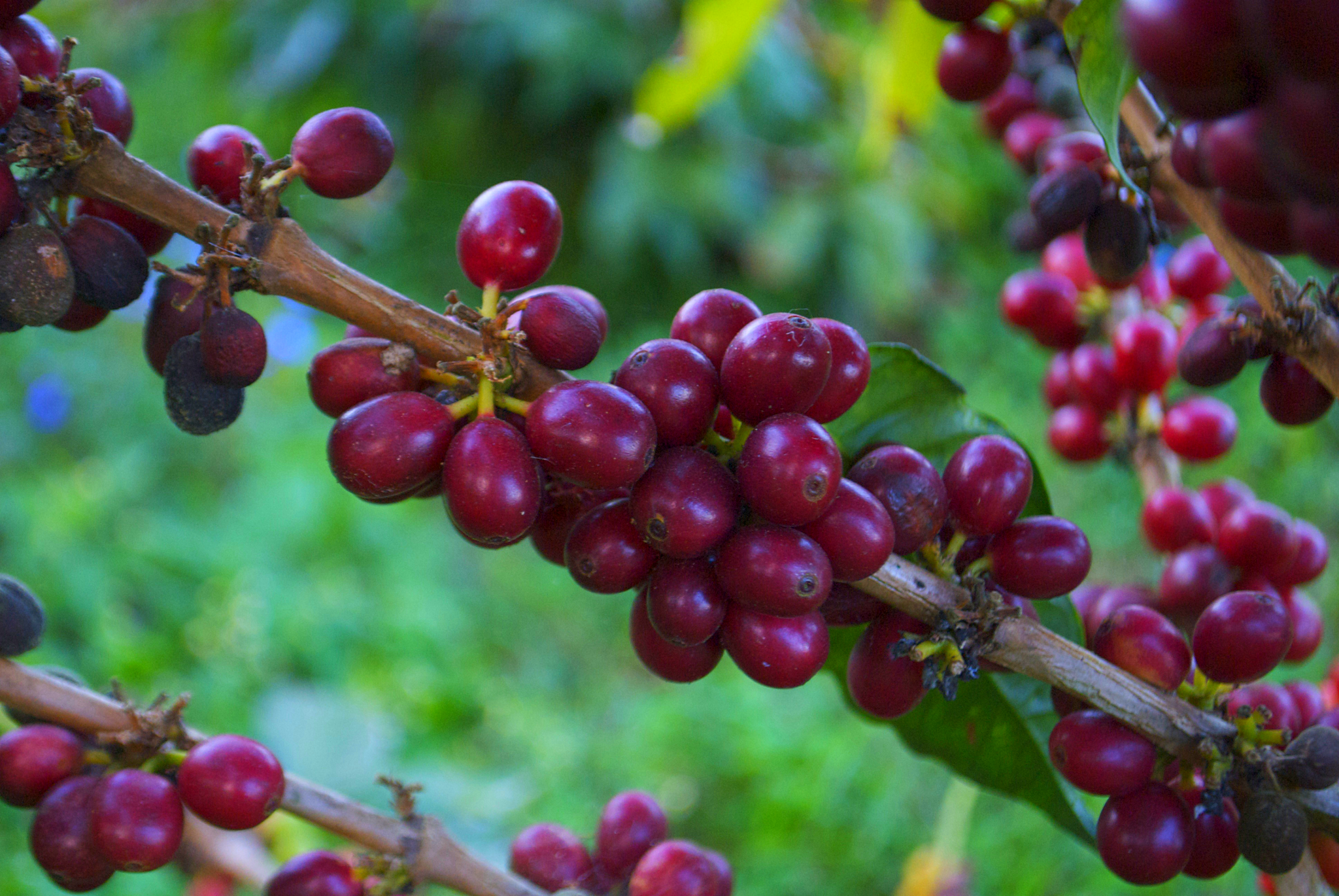 Salvador Bourbon A Finca -équilibré