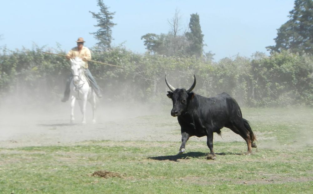 Page De Garde De La Manade De Centaure
