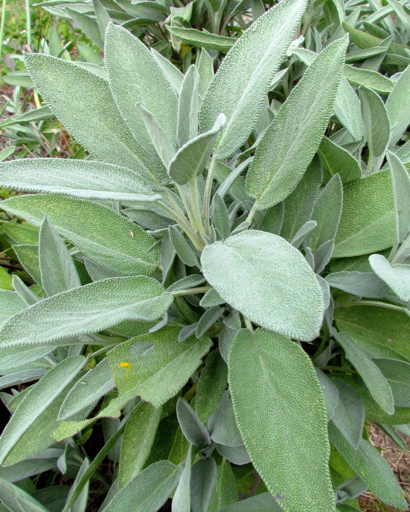 Sauge officinale