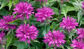 Monarde