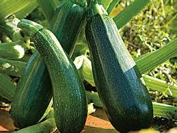 Grosse courgette Bon Plan