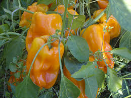 Petit poivron Marseillais