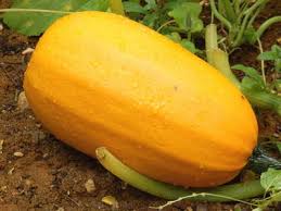 Courge Spaghetti