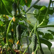 Cornichons