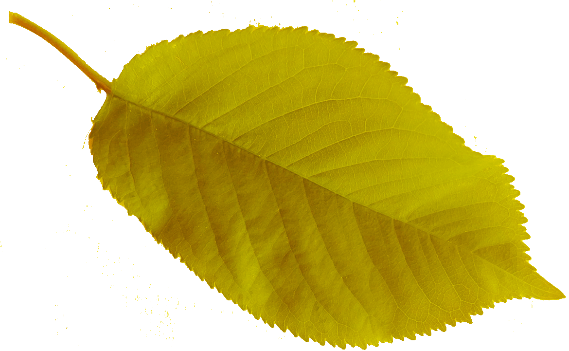 Feuilles Menu Lison 3