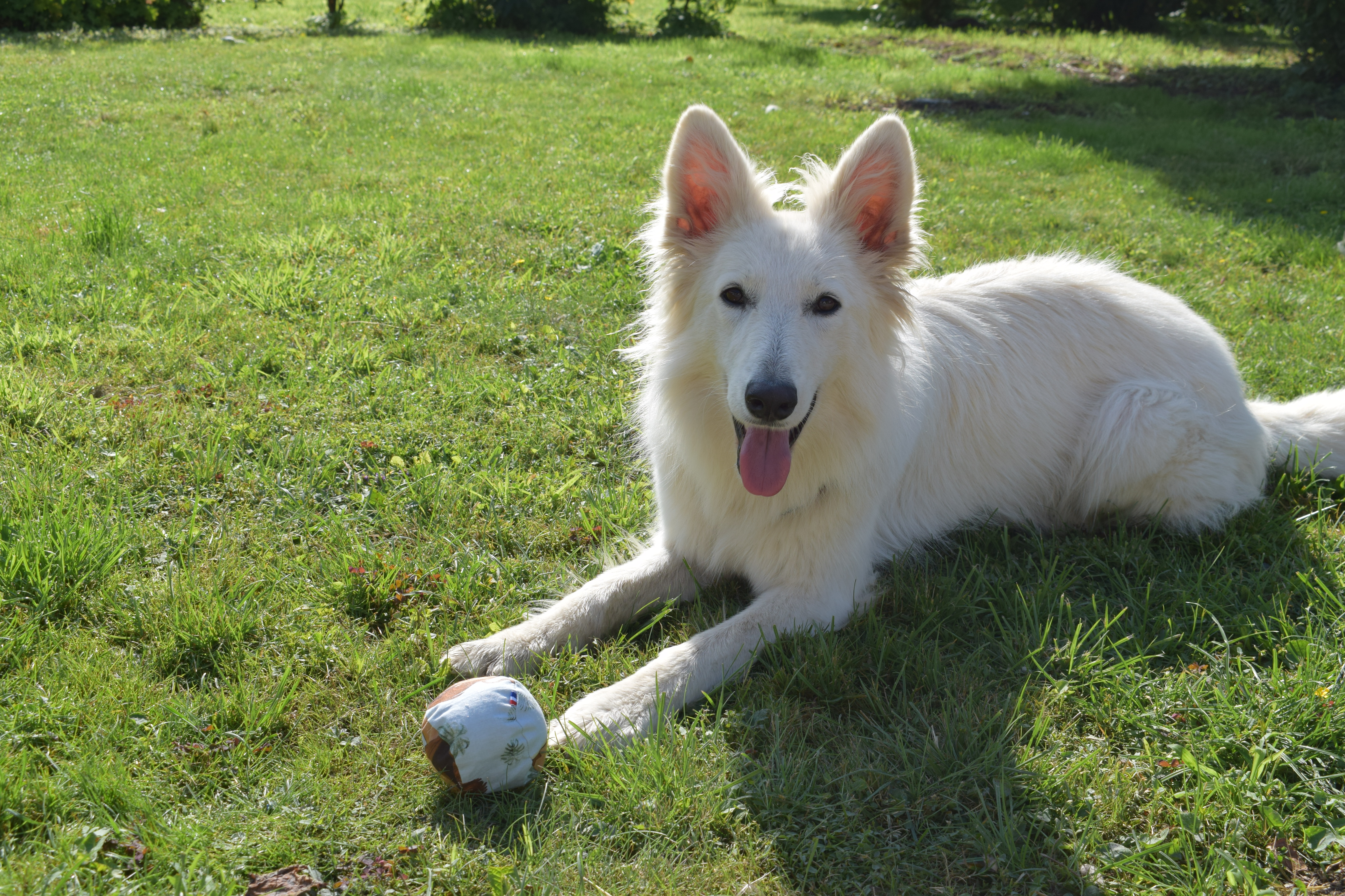 Balles ( chiens et chats )