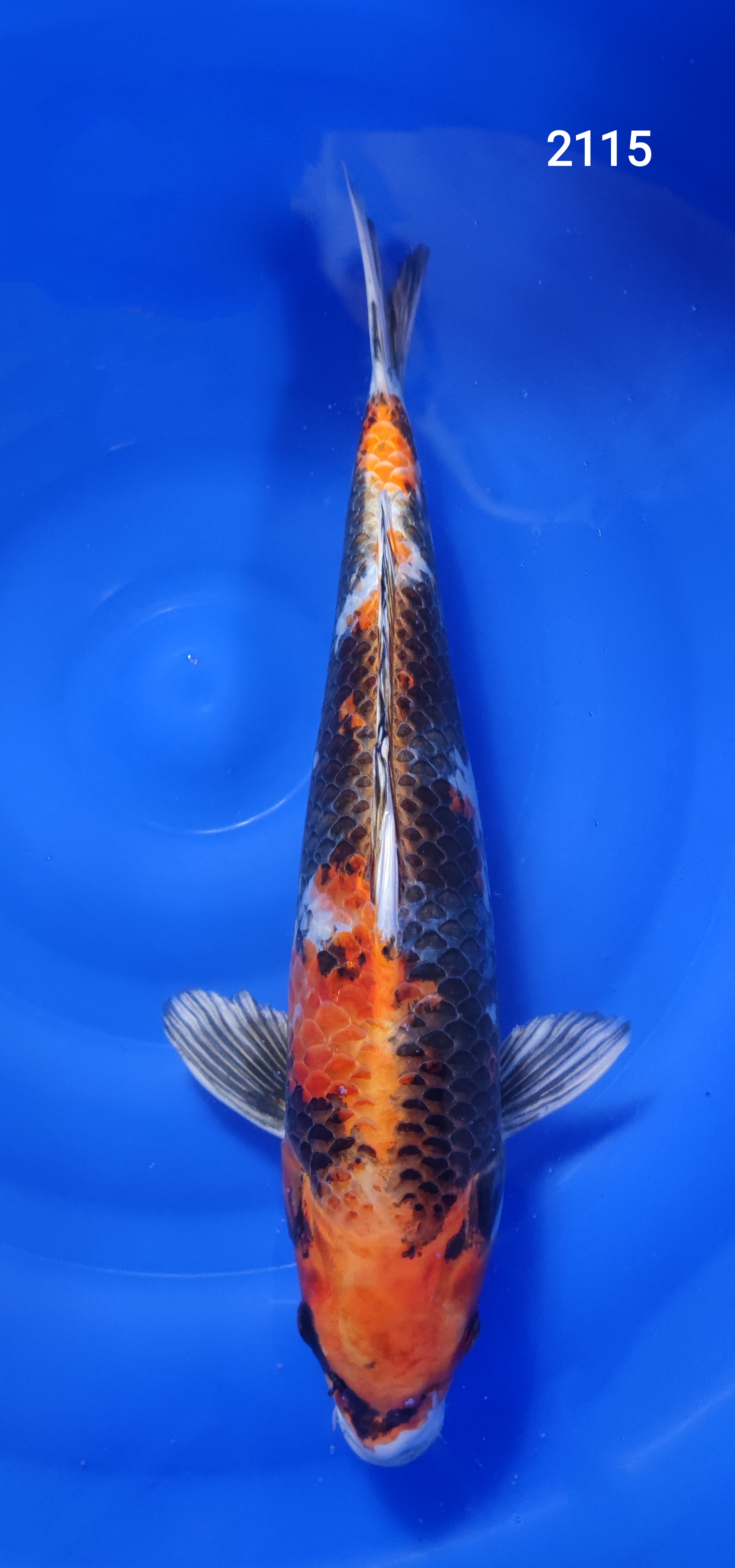 KIN SHOWA 46CM REF2115