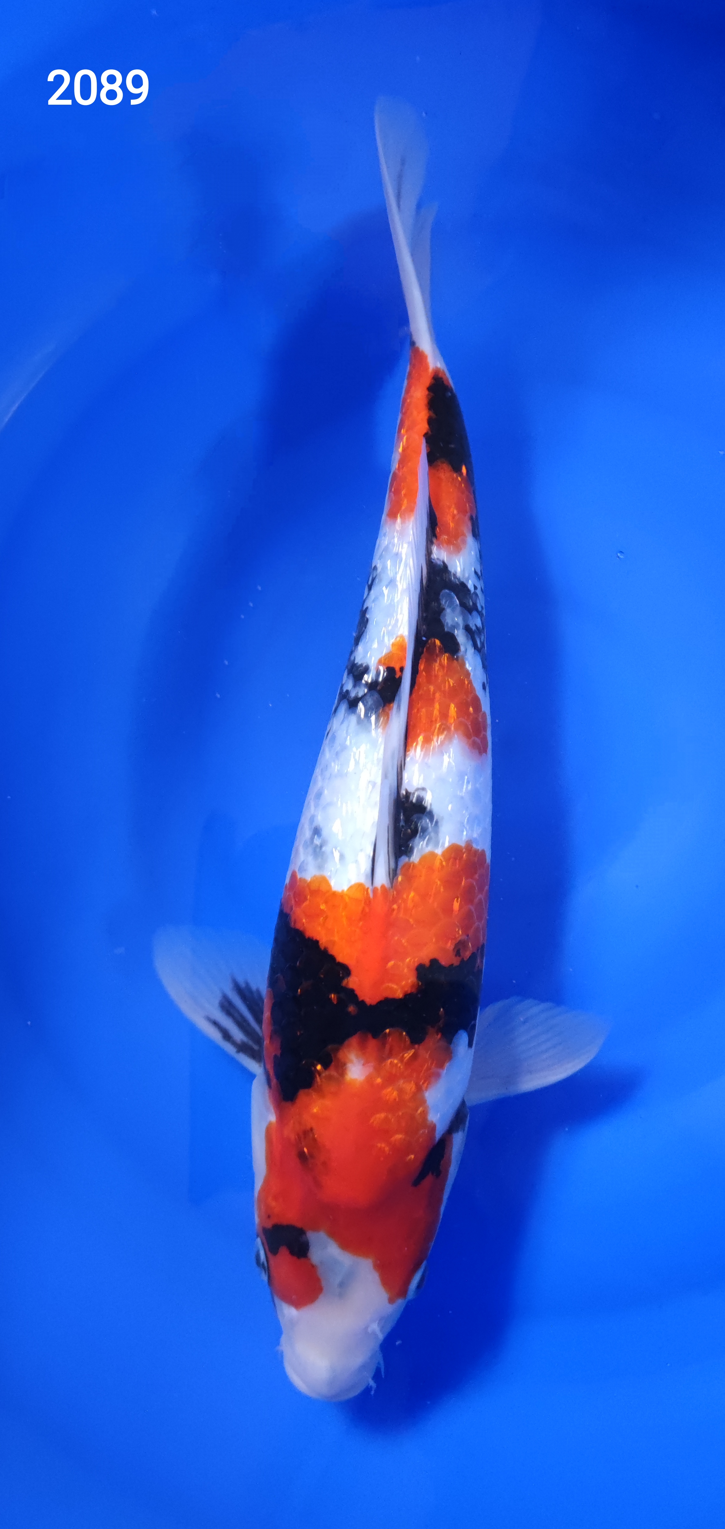 GIN RIN SHOWA 42CM REF 2089