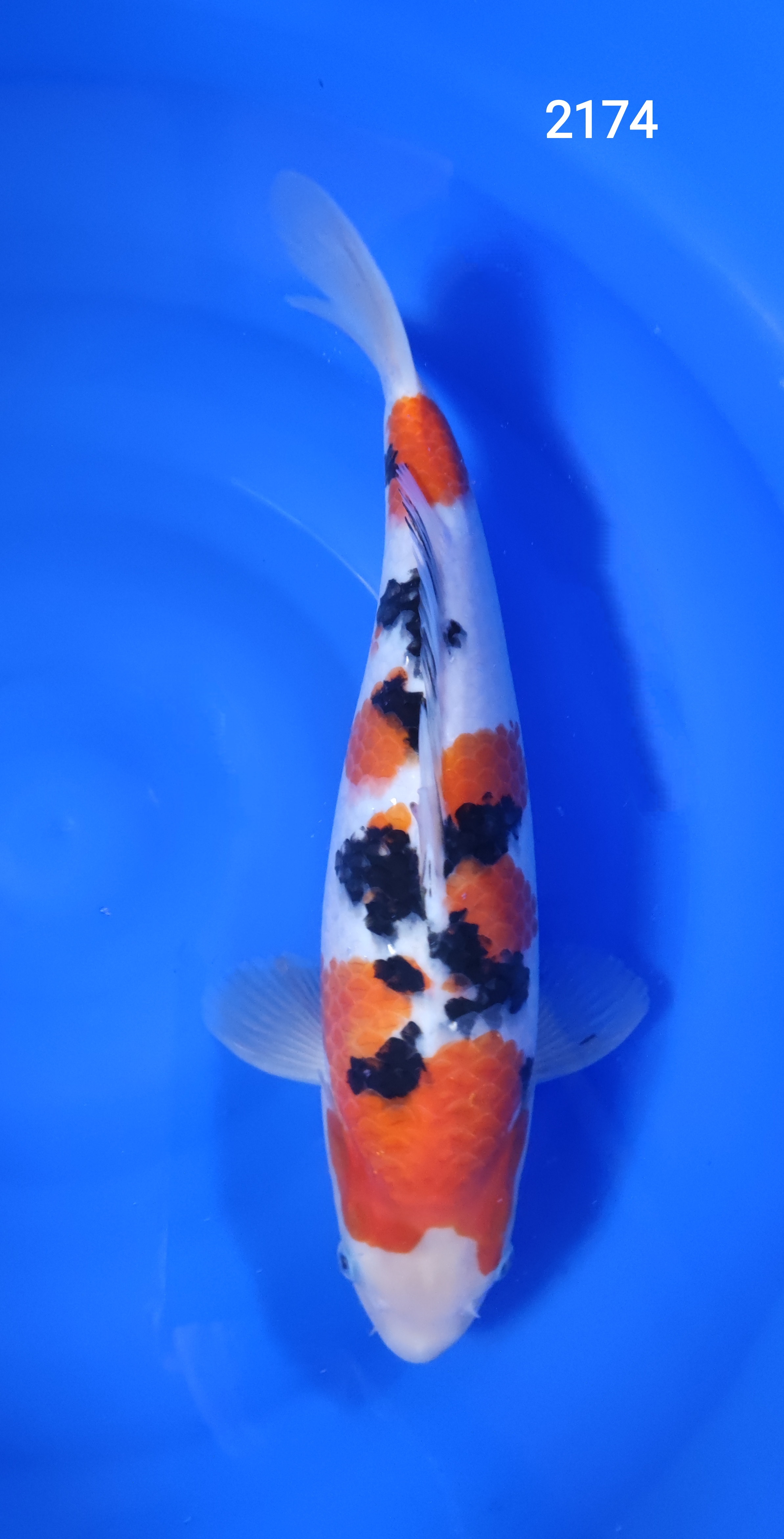 SANKE HQ 40CM REF2174