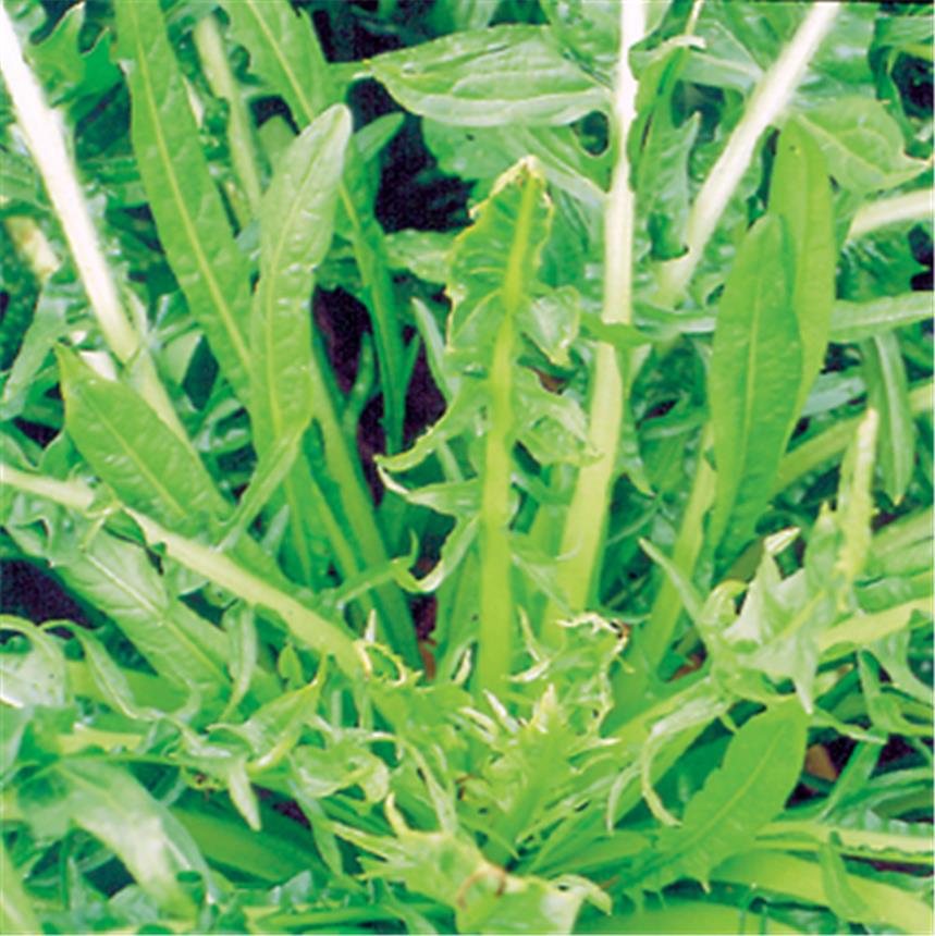  Chicorée  de catalogne