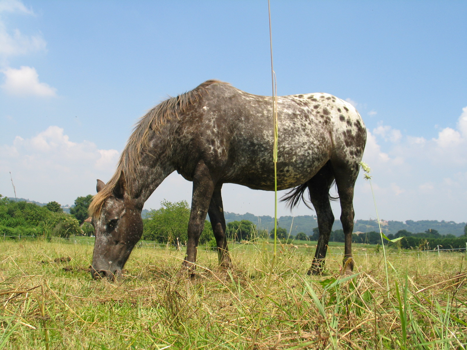 Chevaux 065