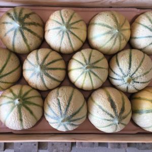 plateau de 12 melons 