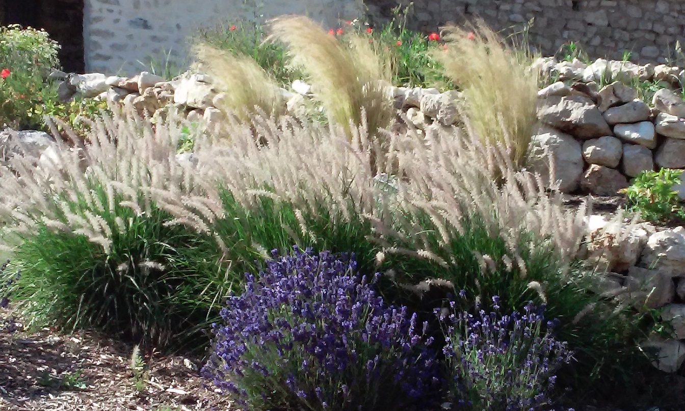 Plantes