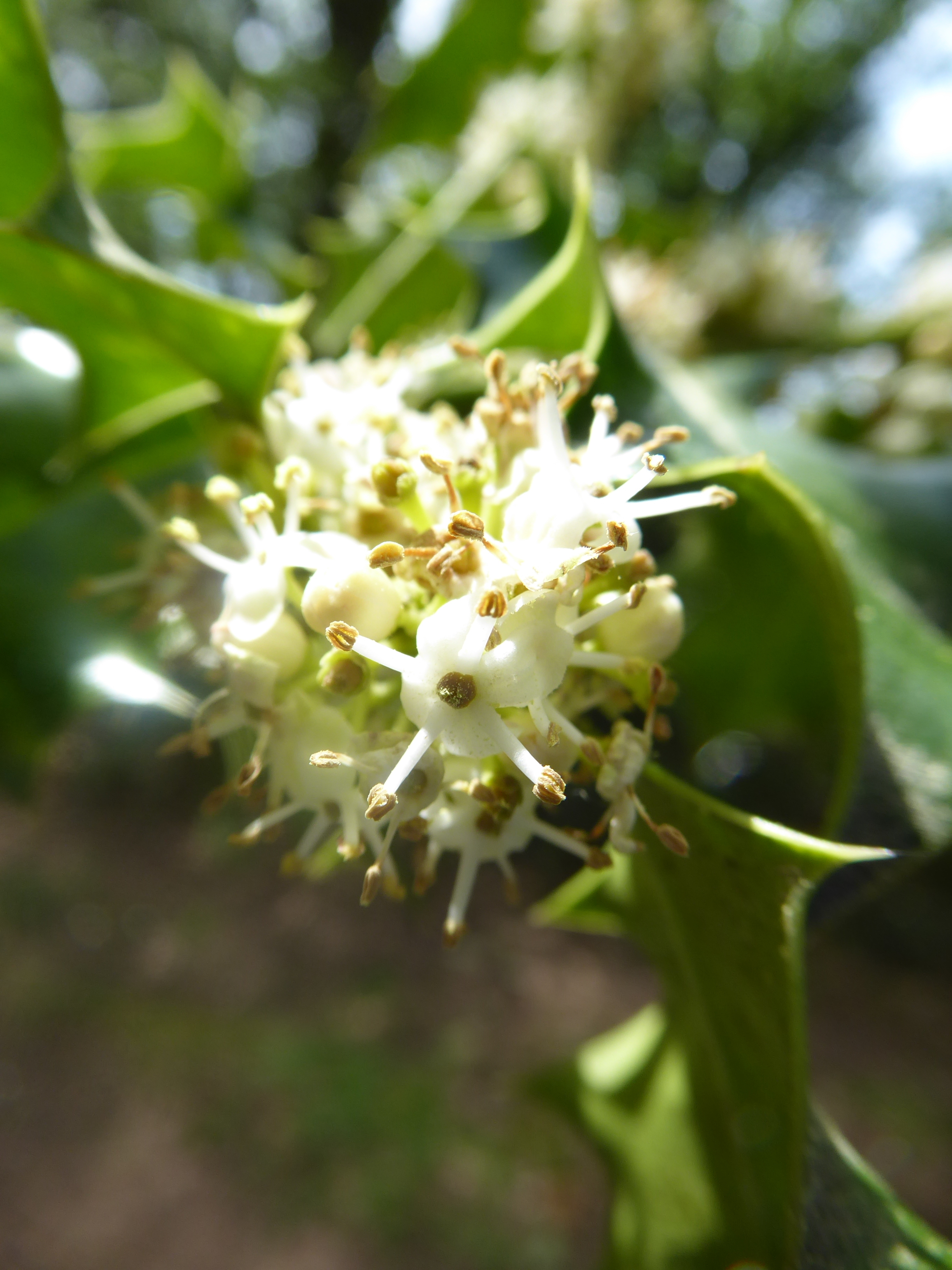 Fleurs de houx le rucher de lagarde 15