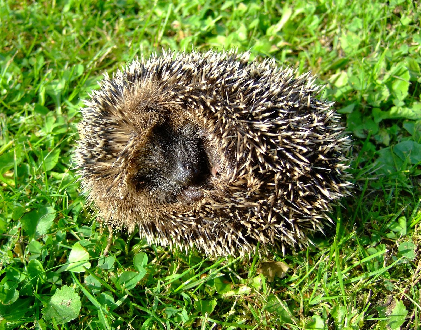 Atoupic Sa Nourriture Habitat Cycle De Vie