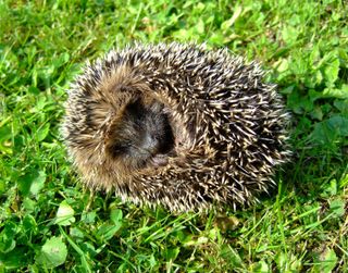 Atoupic Sa Nourriture Habitat Cycle De Vie Atoupic Sa Nourriture Habitat Cycle De Vie