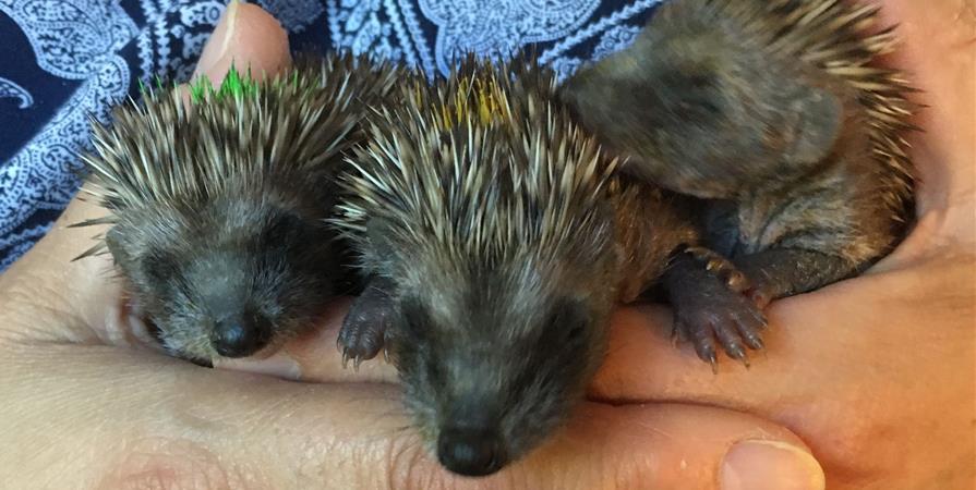 Atoupic Sa Nourriture Habitat Cycle De Vie