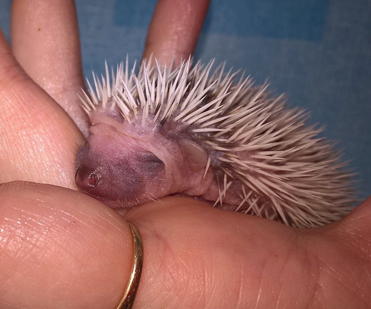 Atoupic Sa Nourriture Habitat Cycle De Vie