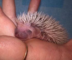 Atoupic Sa Nourriture Habitat Cycle De Vie Atoupic Sa Nourriture Habitat Cycle De Vie