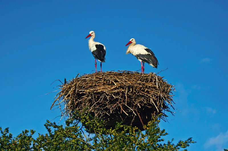 Cigognes