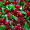 cerise lisse 100 g