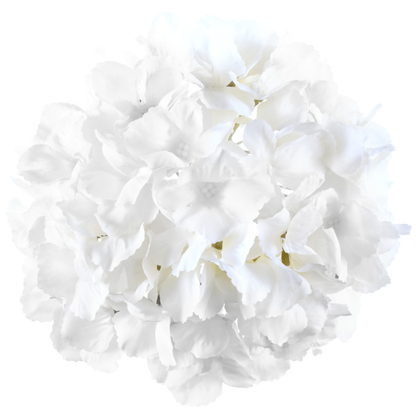 Tête d'hortensia blanche