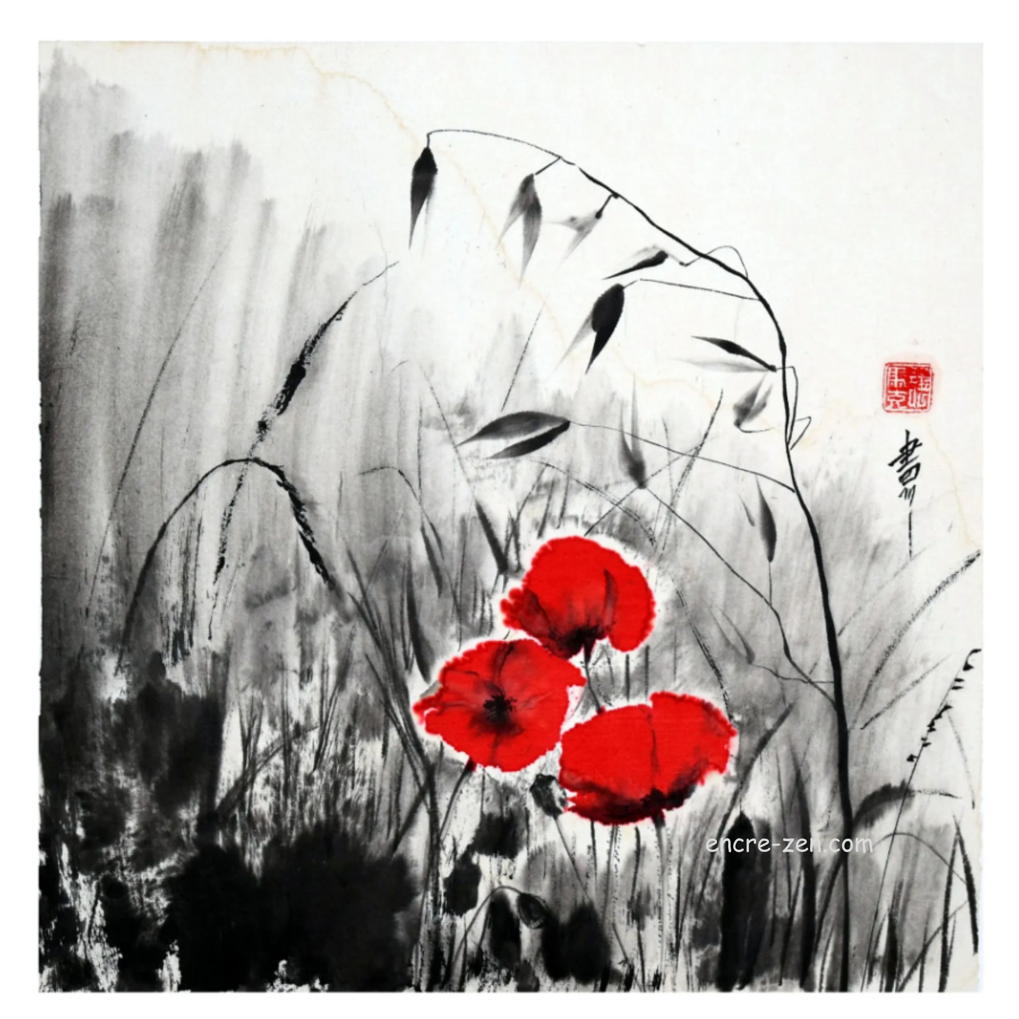 coquelicots et herbes folles