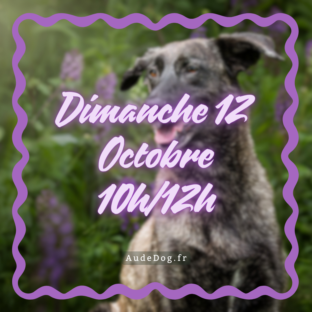 10~ Dimanche 12 Octobre 10h/12h