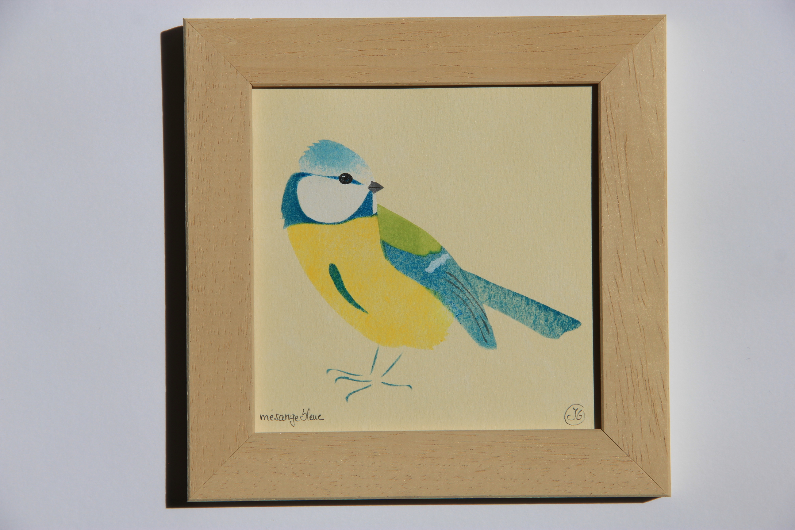 mésange bleue