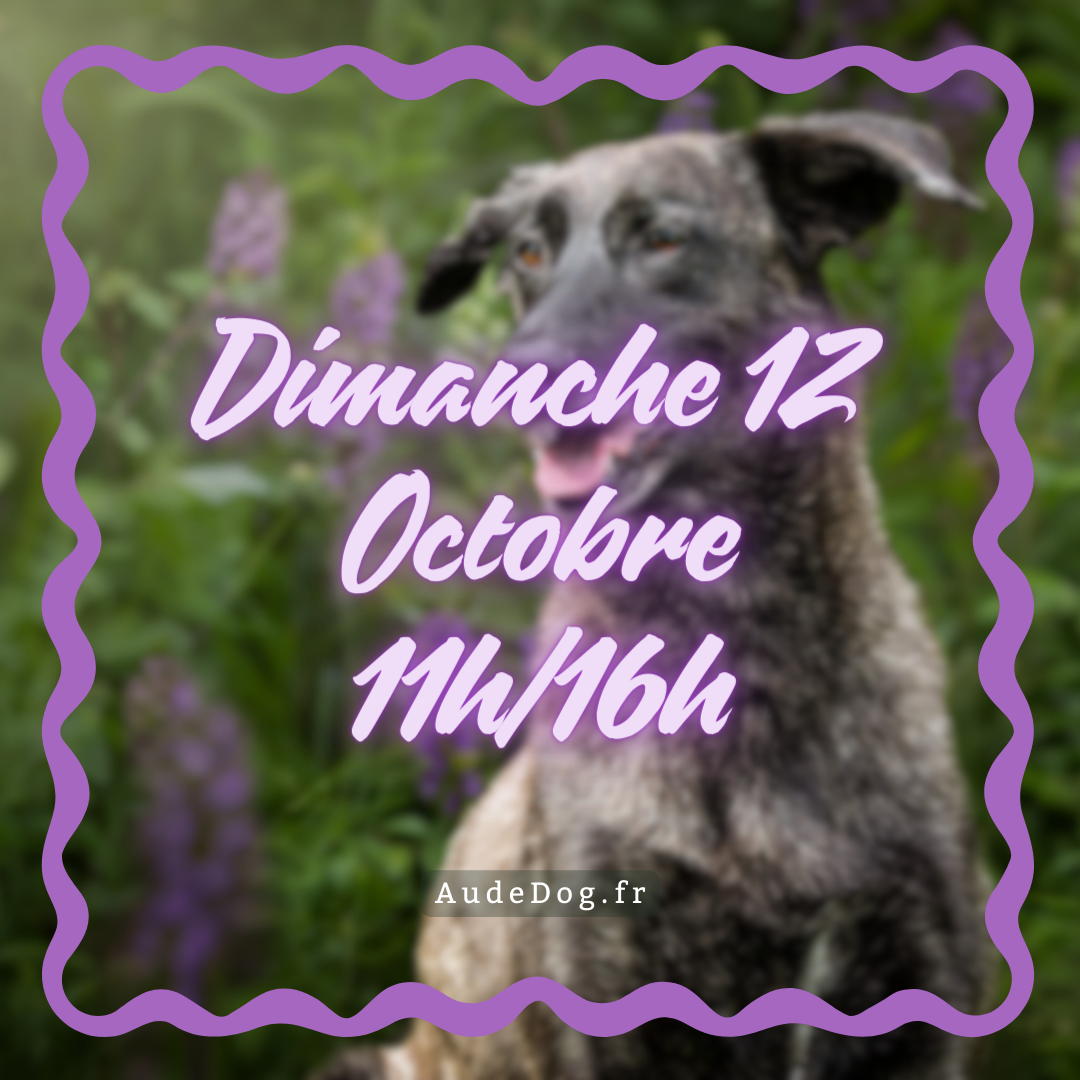 Dimanche 12 Octobre 11h/16h
