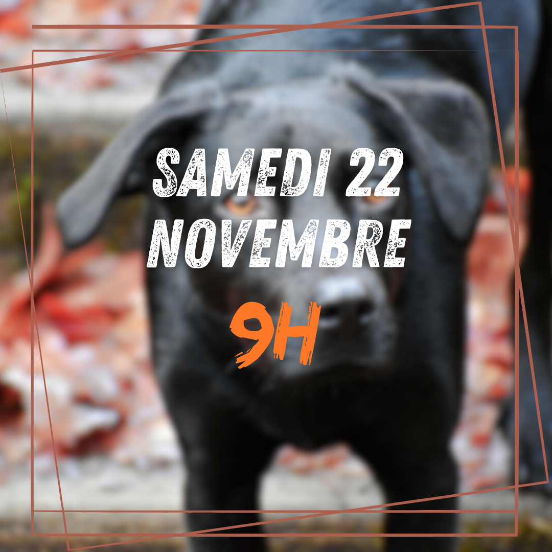 11~ Samedi 22 Novembre 9h