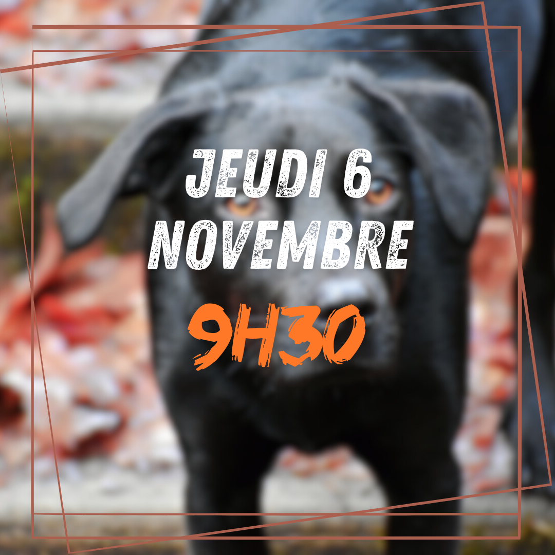 11~ Jeudi 6 Novembre 9h30