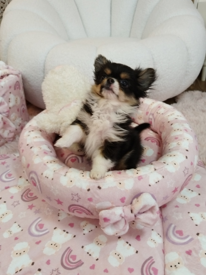 Corbeille Ronde - Les trois Petits Moutons de Madame M.