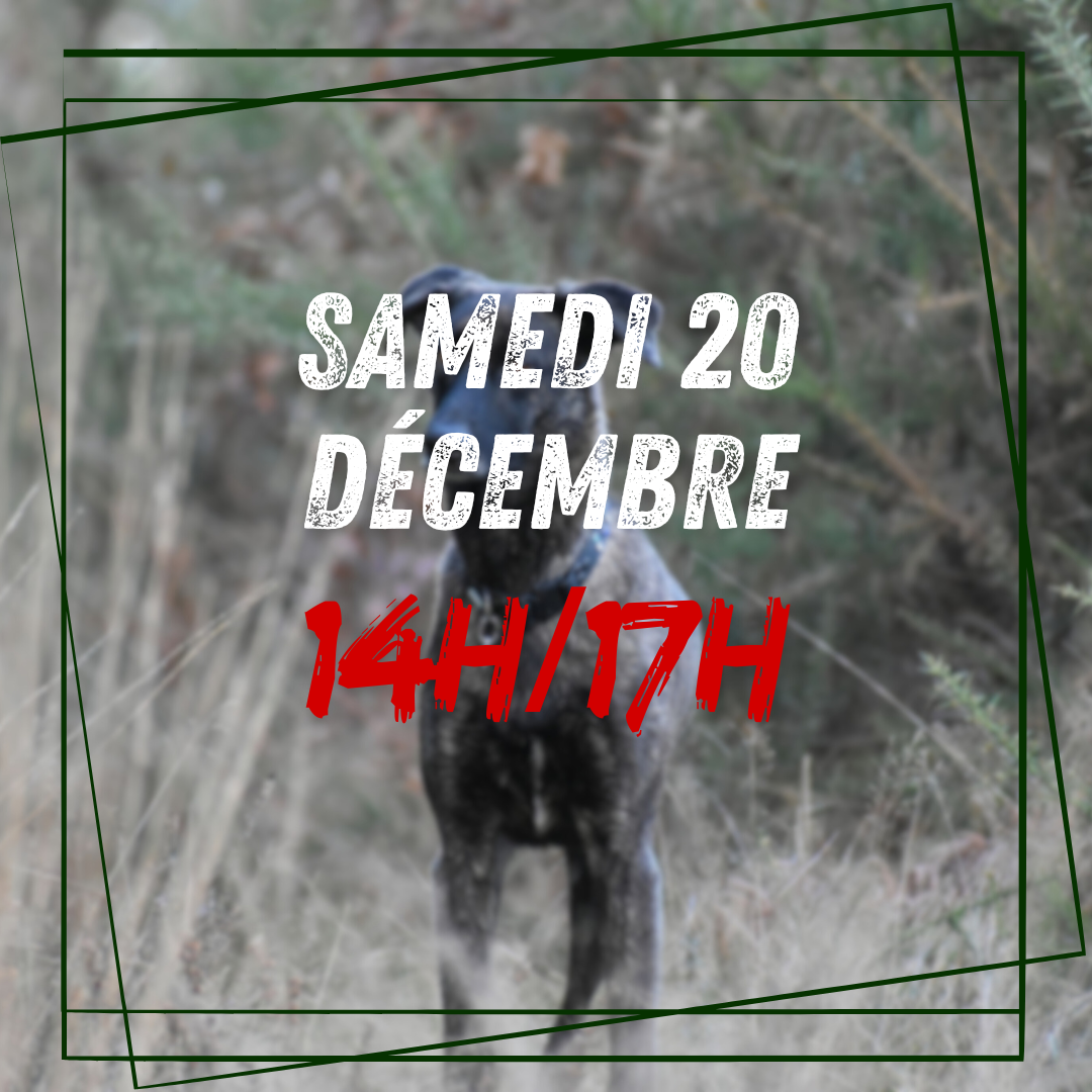 12~ Samedi 20 Décembre 14h/17h