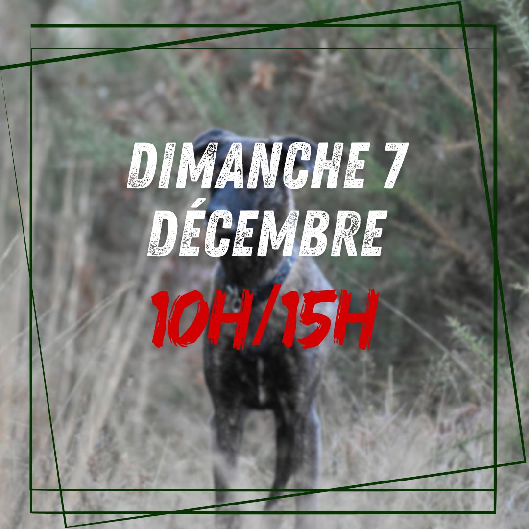 12~ Dimanche 7 Décembre 10h/15h