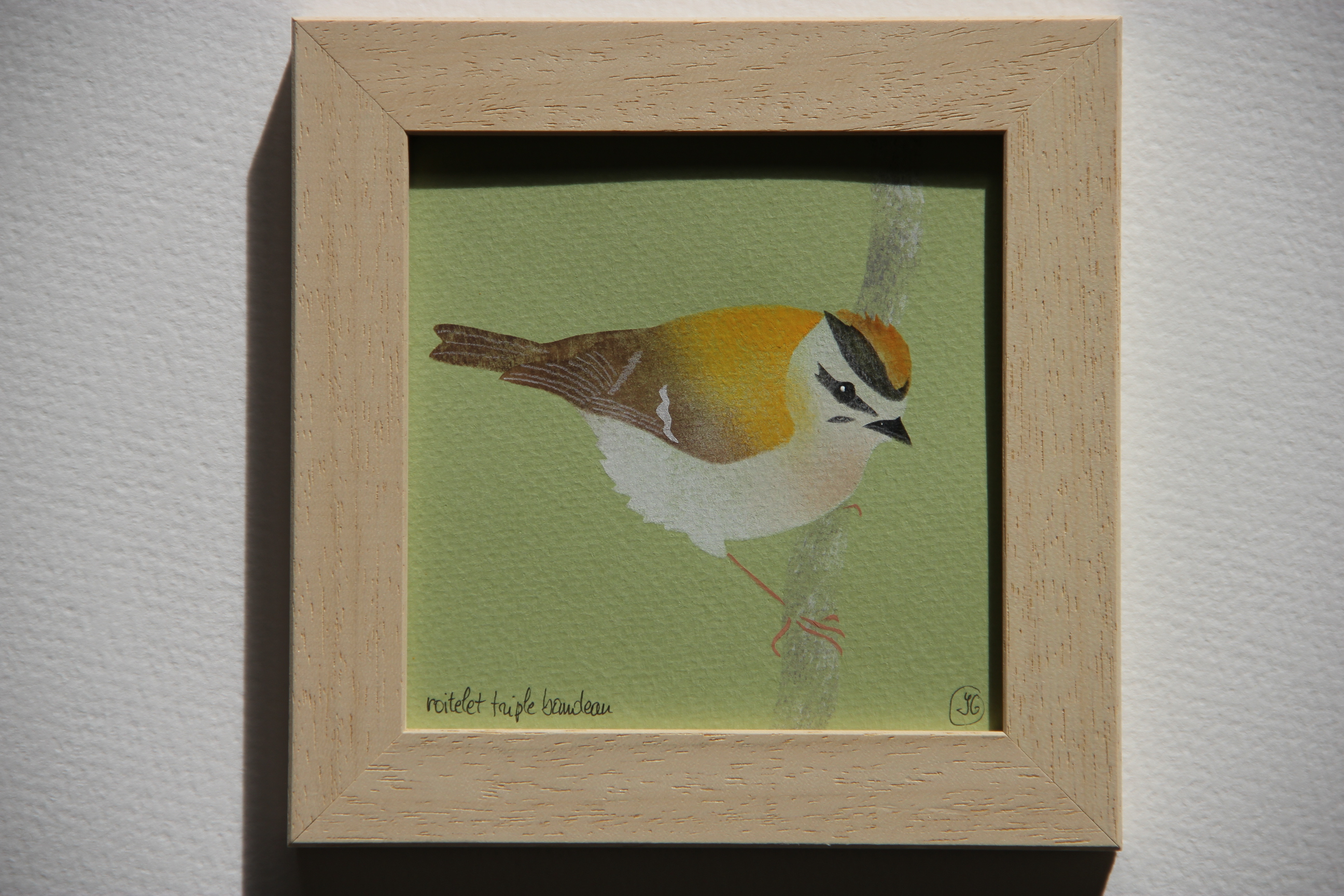 roitelet triple bandeau