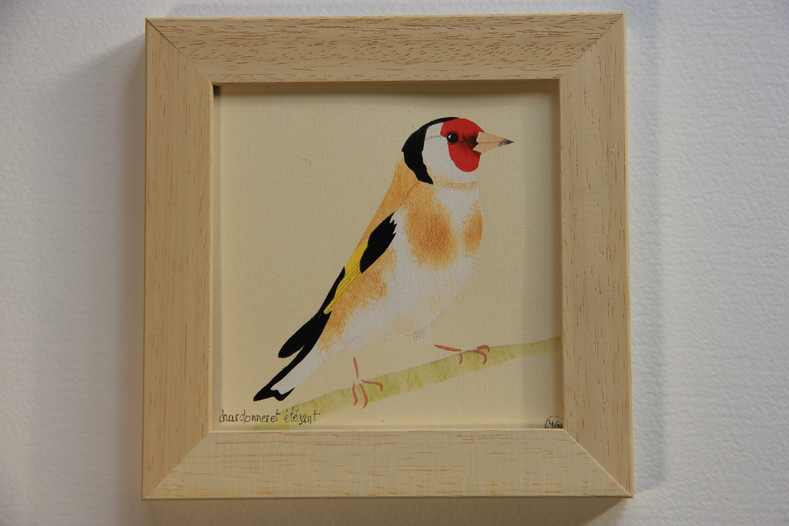 chardonneret élégant