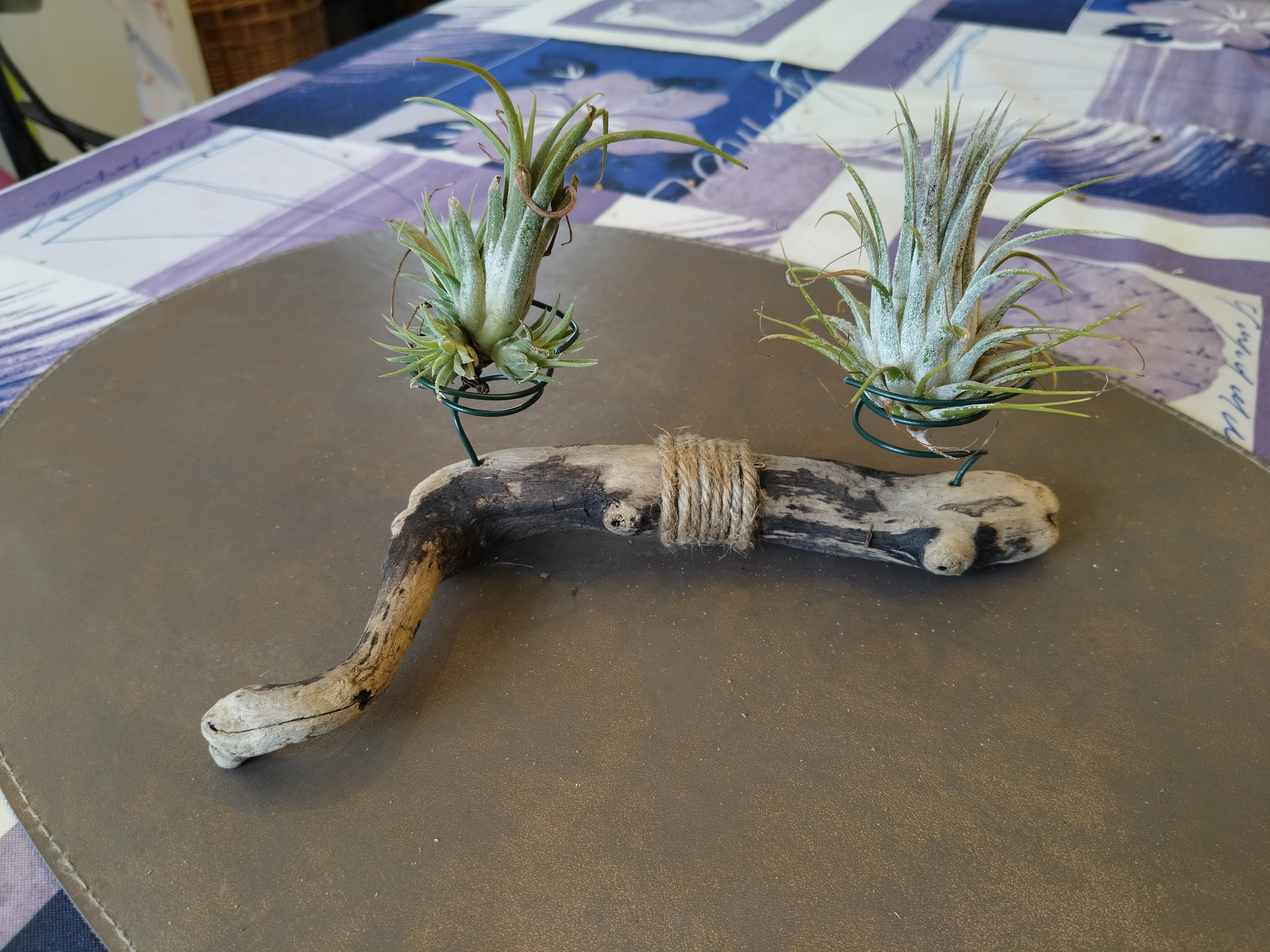 Bois flotté et 2 tillandsias