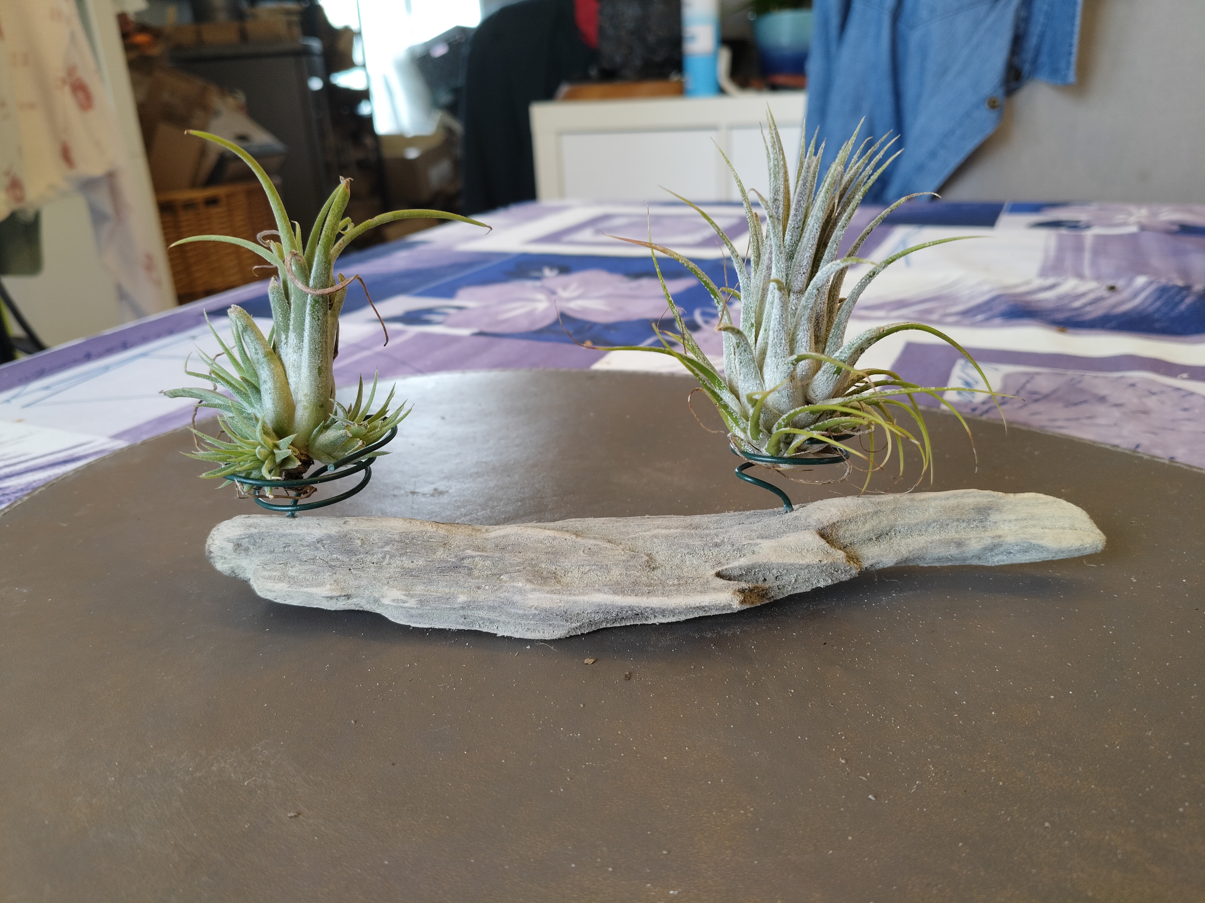 Bois flotté et 2 tillandsias