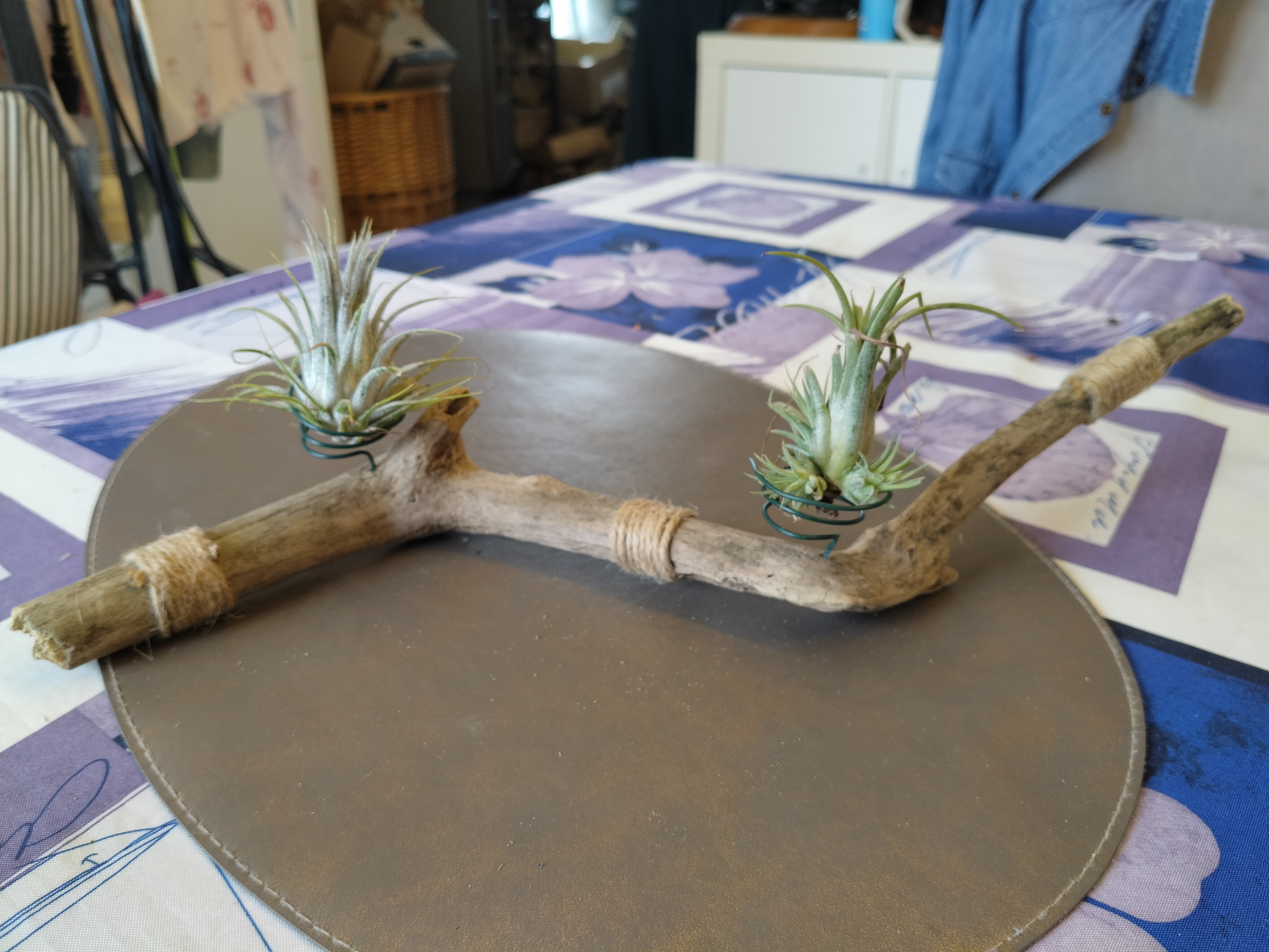 Bois flotté et 2 tillandsias