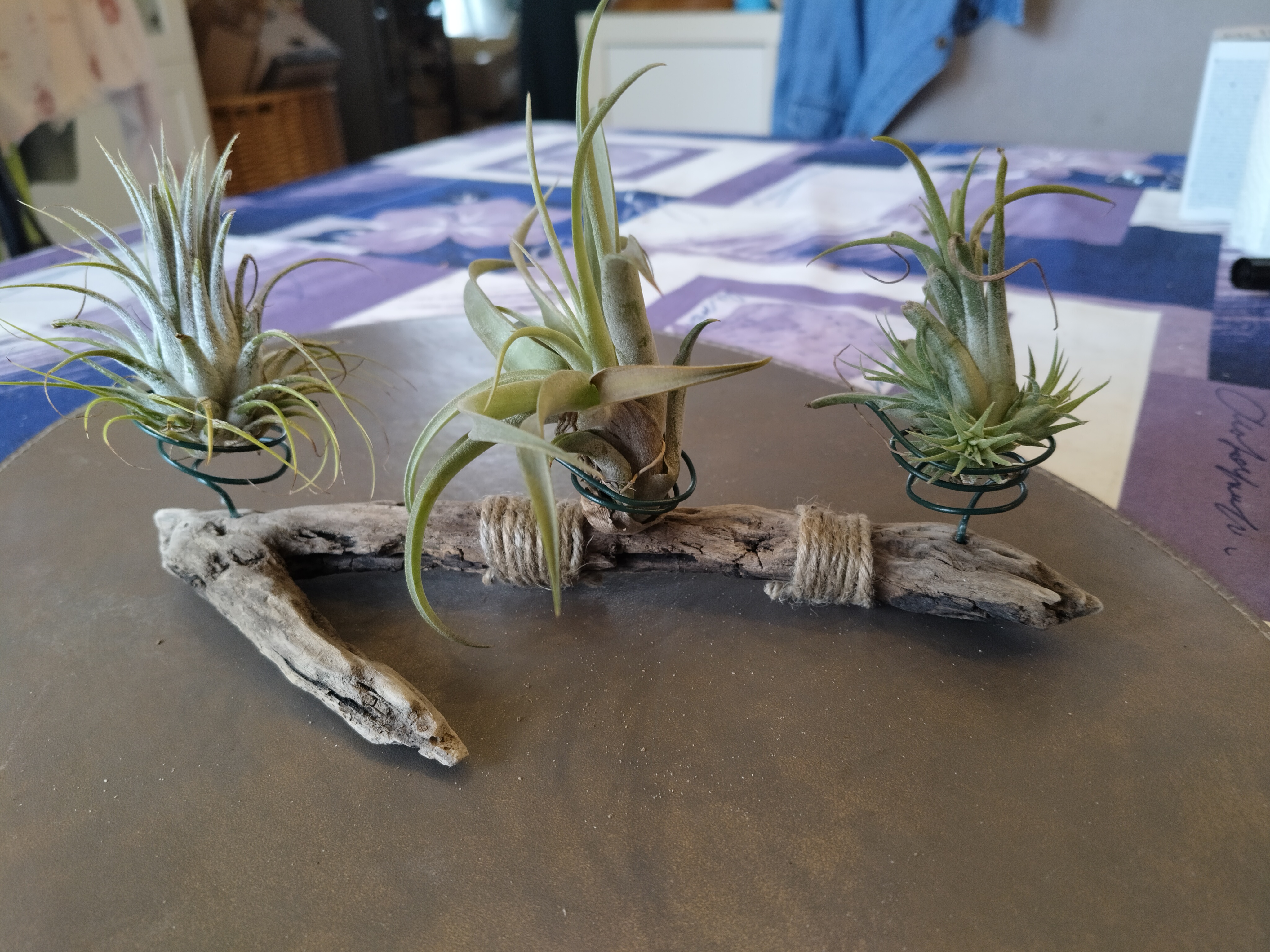 Bois flotté et 3 tillandsias