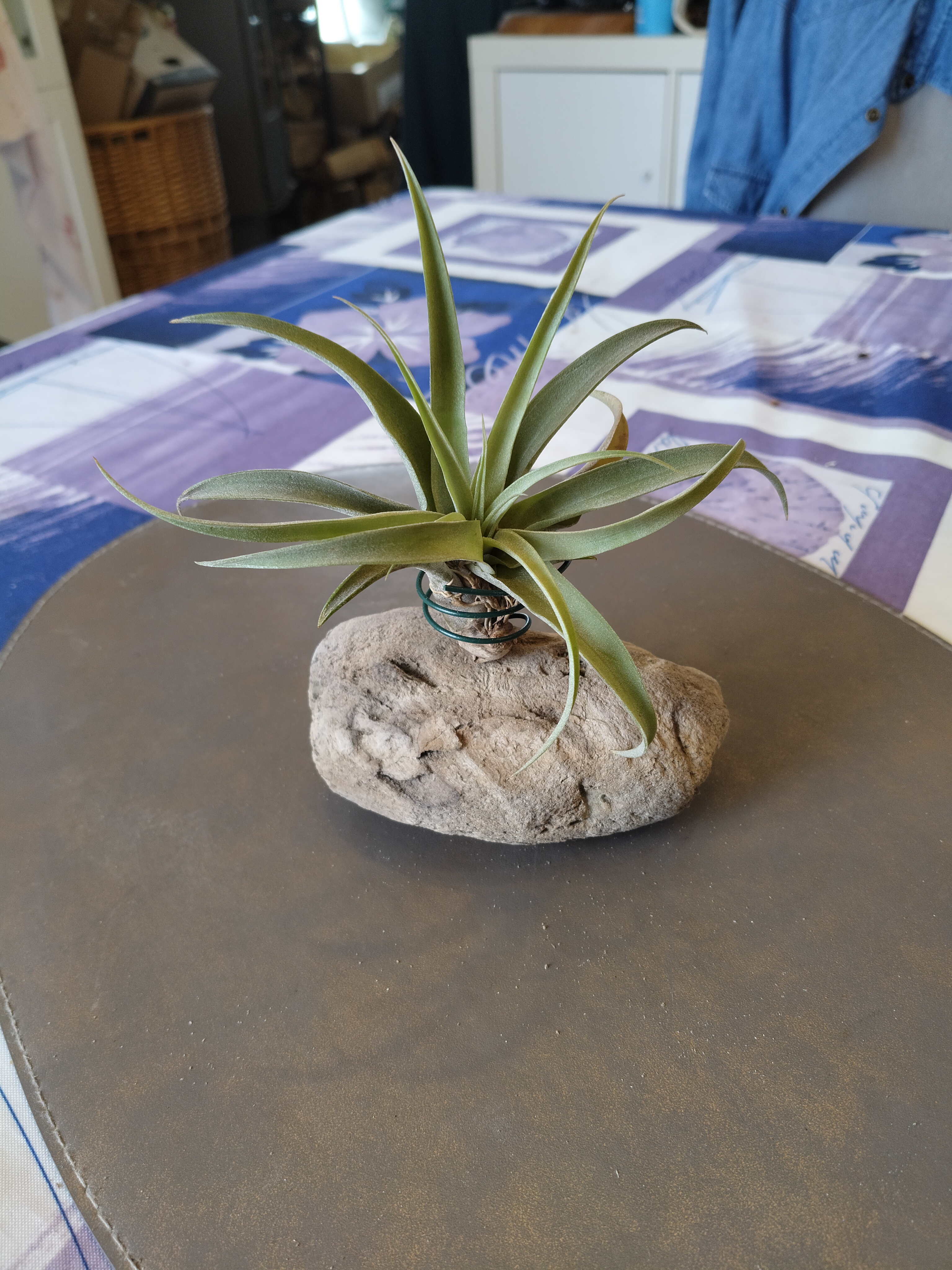 Bois flotté et tillandsia