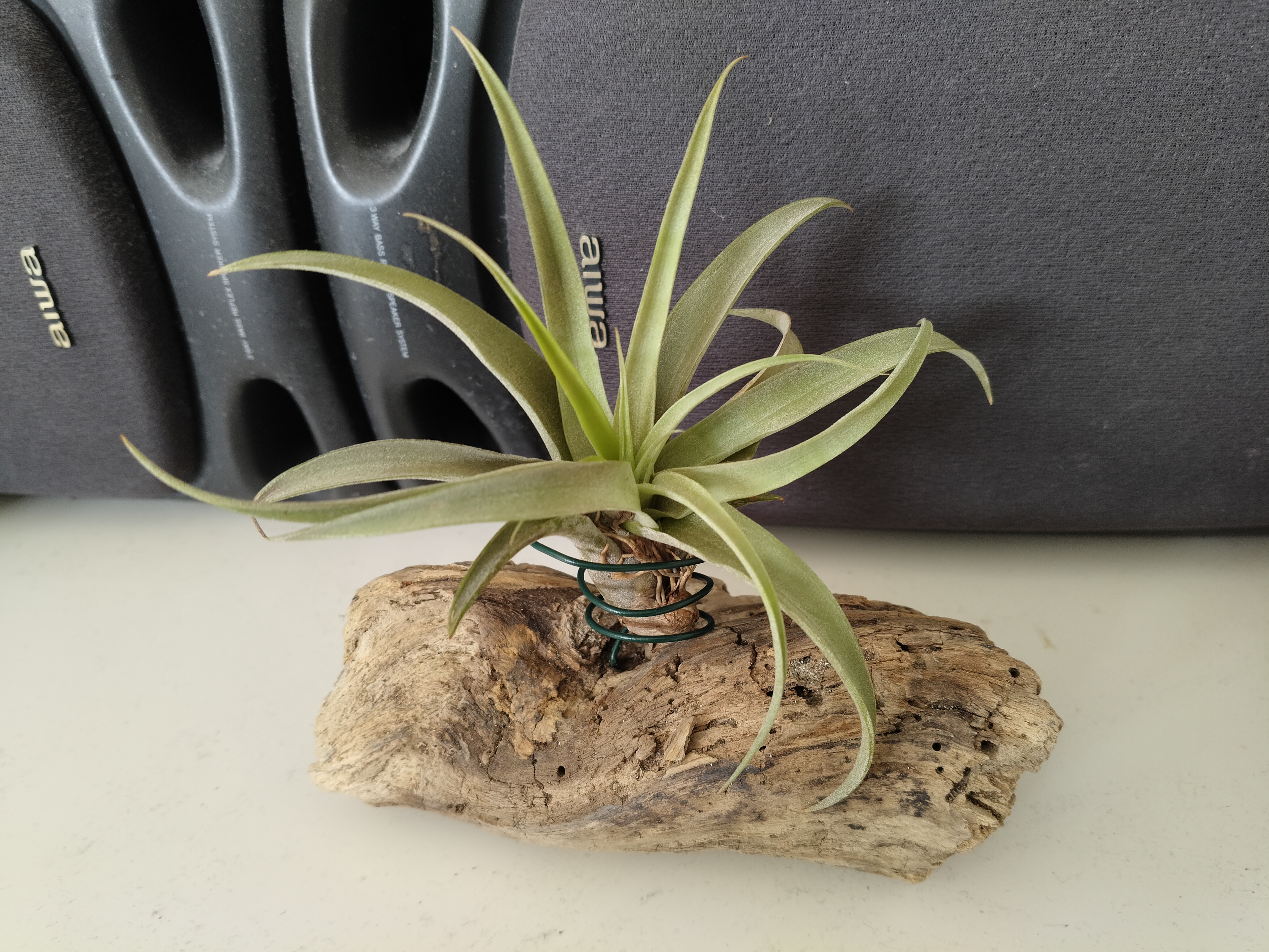 Bois flotté et tillandsia