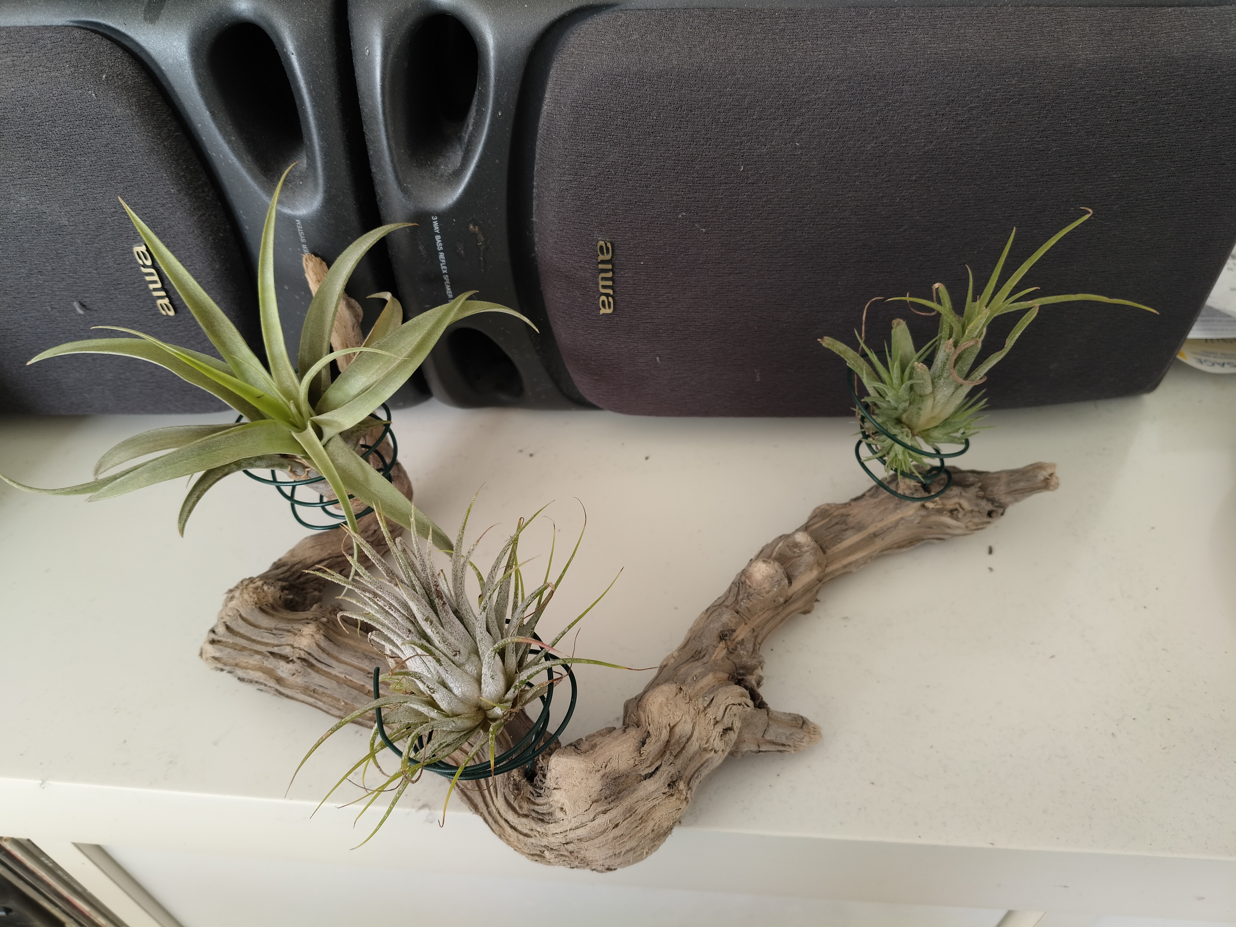 Bois flotté et 3 tillandsias