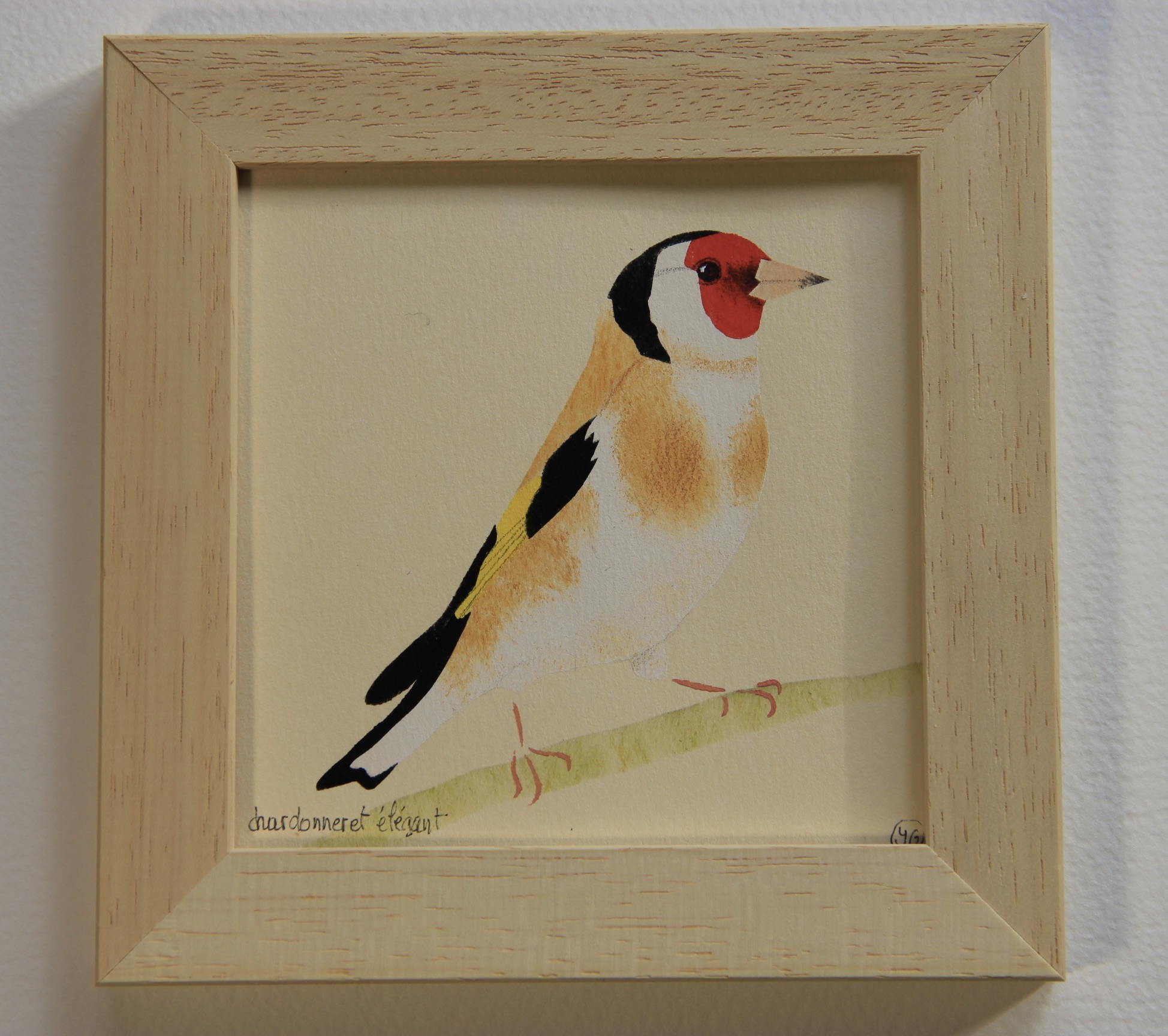 chardonneret élégant