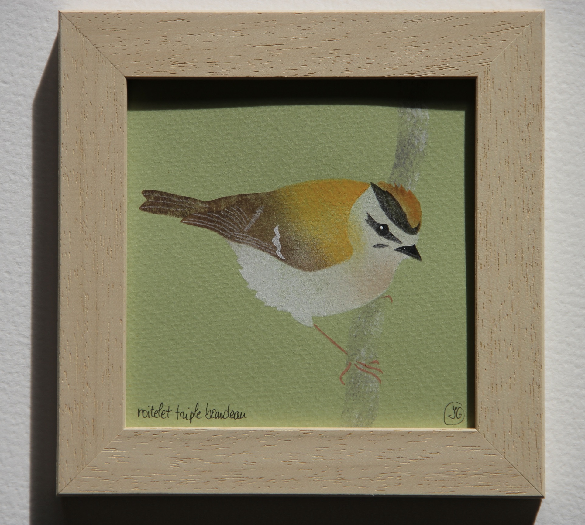 roitelet triple bandeau