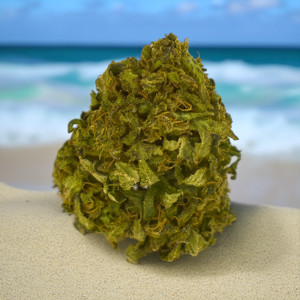 Fleur de CBD Hawaiian Haze