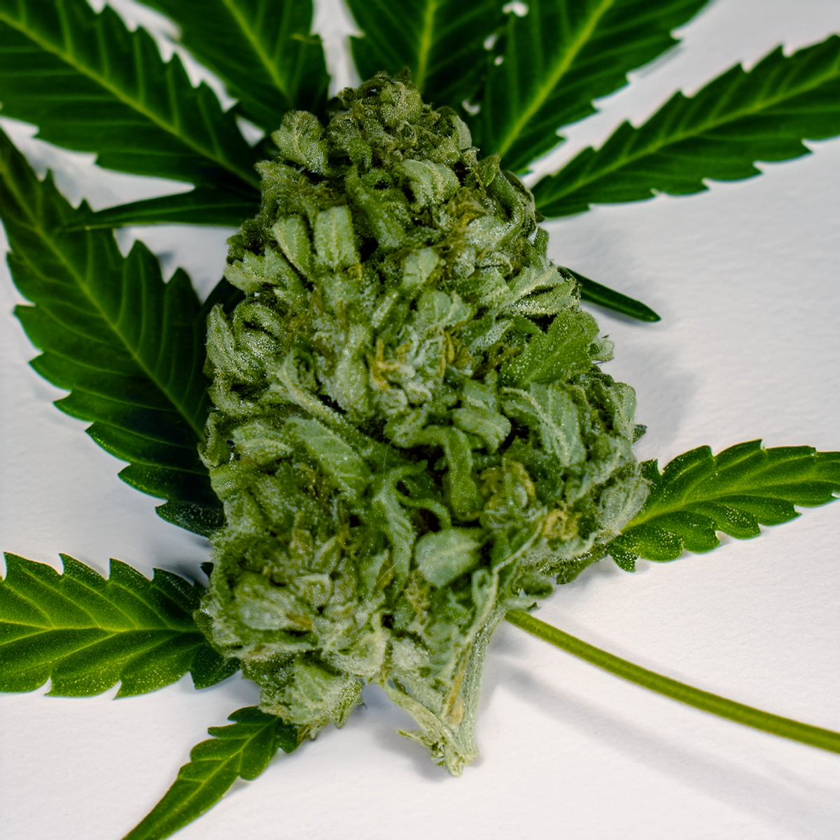 Fleur de CBD White CBG