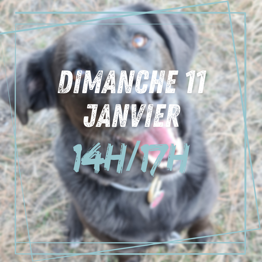 13~ Dimanche 11 Janvier 14h/17h 